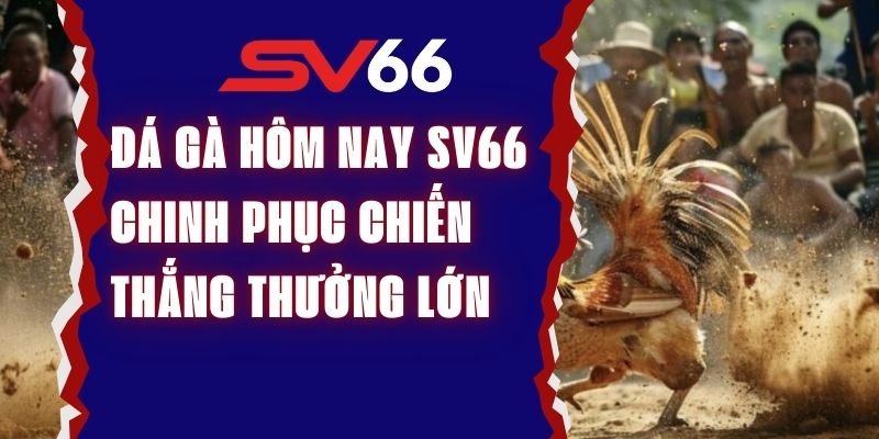 Đá Gà Hôm Nay SV66 Chinh Phục Chiến Thắng Thưởng Lớn