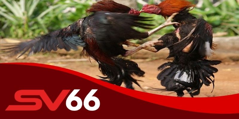 Đá gà hôm nay SV66 cho phép người chơi bình luận