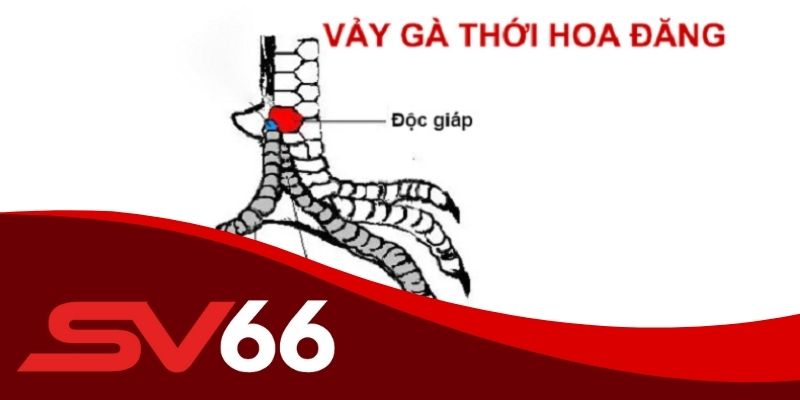 Kinh nghiệm chọn lựa gà có vảy thới hoa đăng SV66